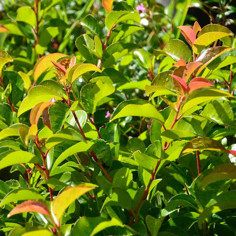 Golden-orange new leaves on Prunus lusitanica subsp. azorica ‘Tico’.