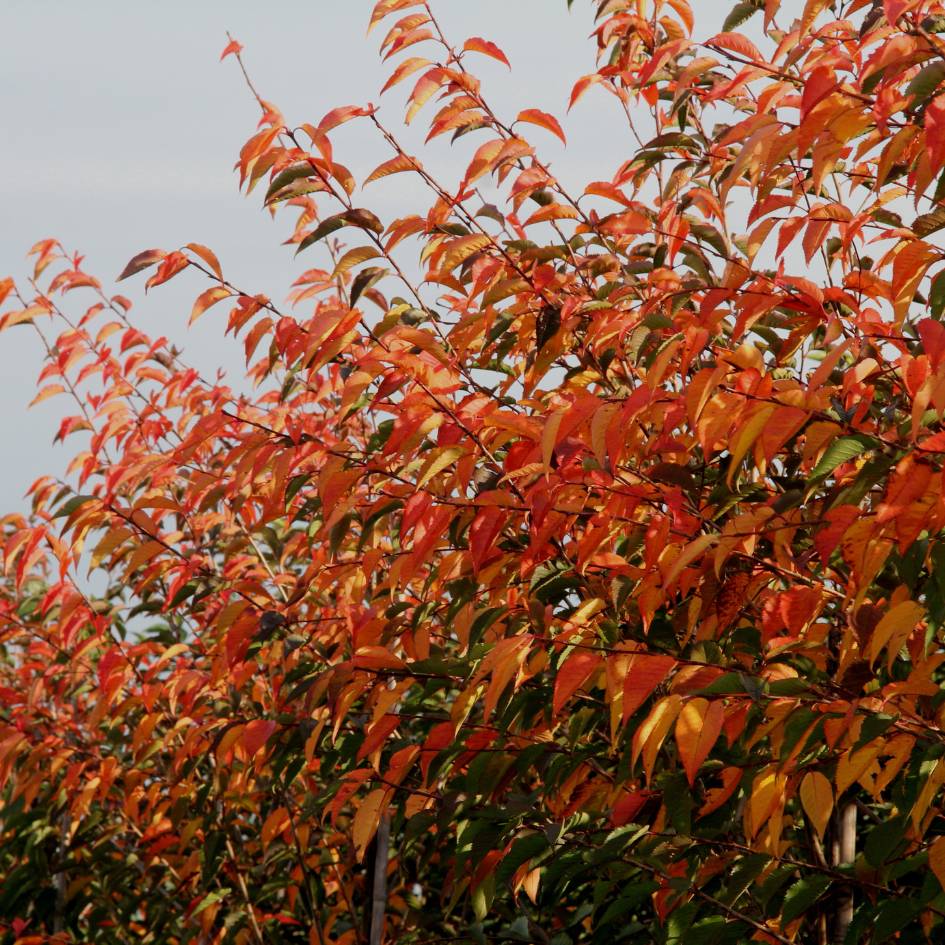 Prunus ‘Royal Flame’