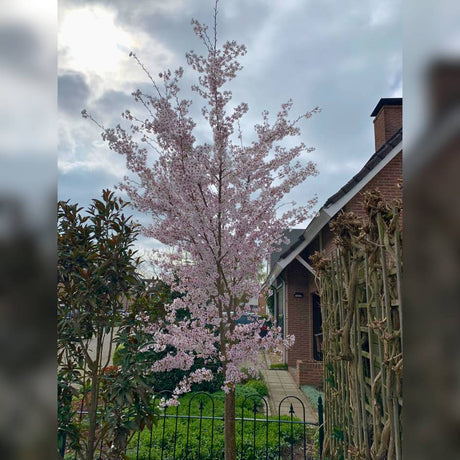 Young Prunus ‘Royal Flame’ covered in pale pink blossom beside a house.