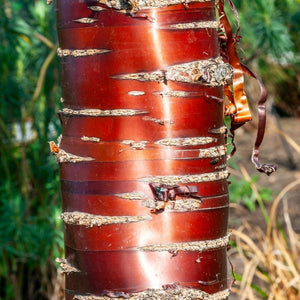 Rich copper-red Tibetan cherry trunk shining among green garden foliage.