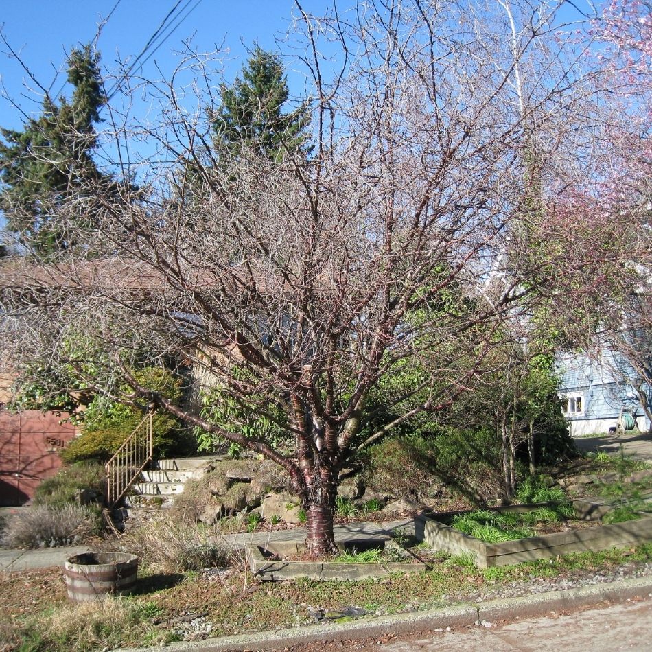 Small multi-stemmed Tibetan cherry tree showing an airy winter crown in a residential garden.