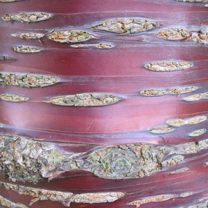 Detailed view of peeling copper and plum-coloured bark on Prunus serrula.