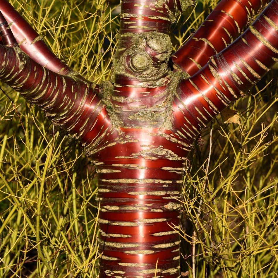 Close-up of glossy mahogany-red Tibetan cherry bark with horizontal pale lenticels.