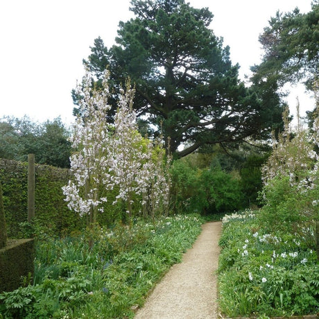 Flowering Prunus ‘Amanogawa’ lining a narrow gravel garden path.