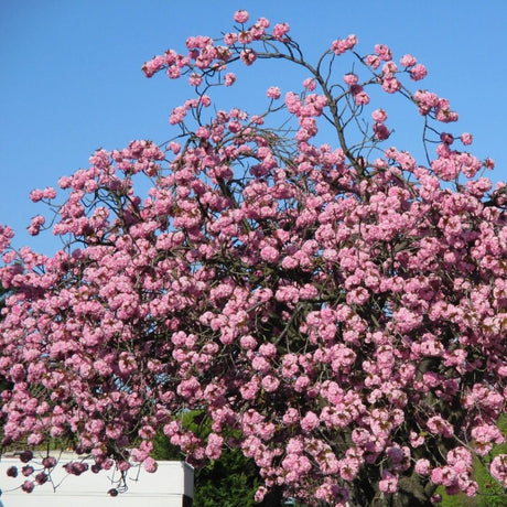 Mature Prunus ‘Kanzan’ canopy densely filled with rich pink double flowers.