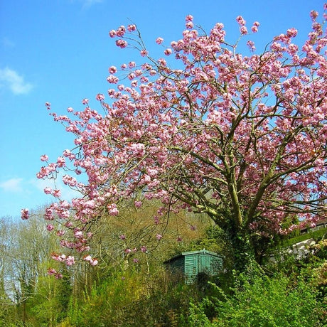 Broad Prunus ‘Kanzan’ tree in full deep pink bloom above green shrubs.