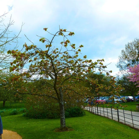 Young Prunus ‘Tai-haku’ tree forming a rounded open crown on a lawn.