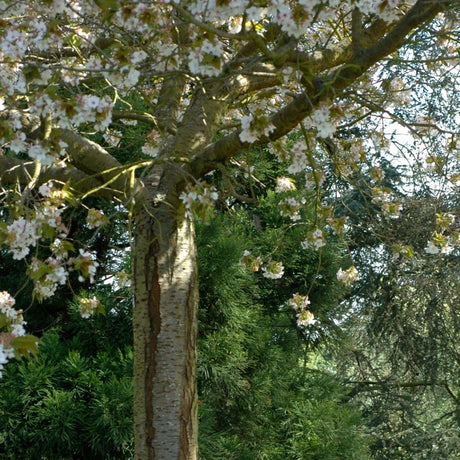 Mature Prunus ‘Tai-haku’ with a broad white-flowering crown in a garden.