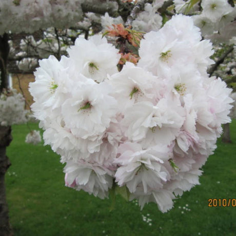 Prunus ‘Shōgetsu’