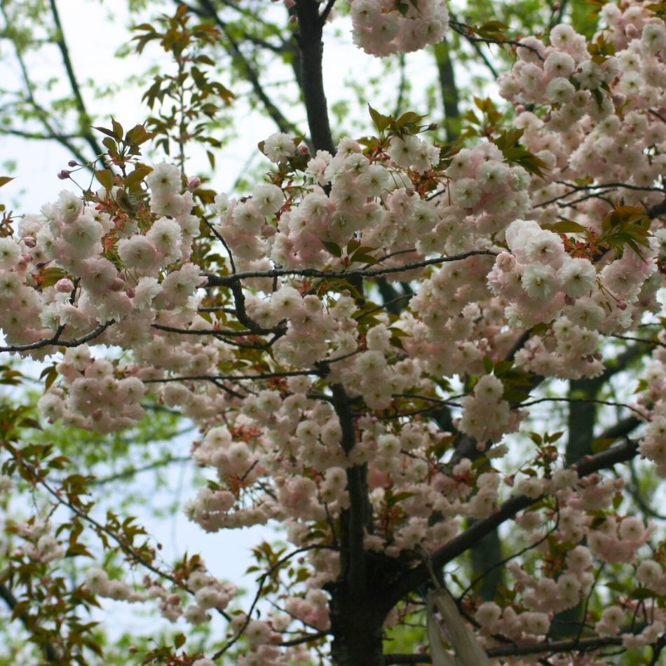 Prunus ‘Shirofugen’