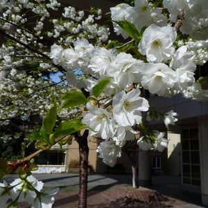 Prunus ‘Shirotae’