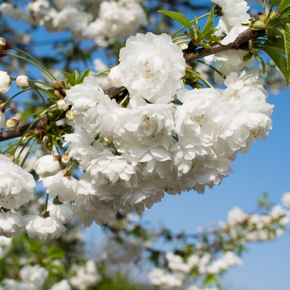 Prunus ‘Shirotae’