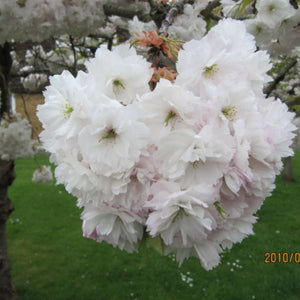 Close-up of a large pale pink-white Prunus ‘Shōgetsu’ double flower cluster.