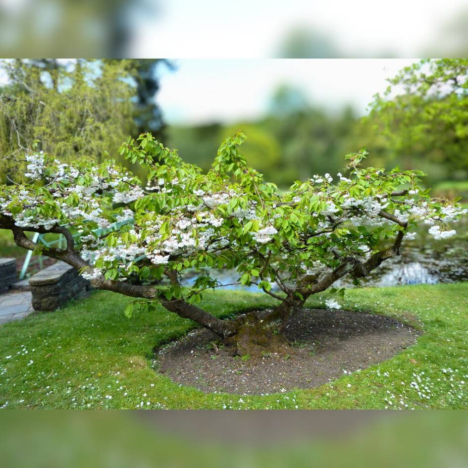 Low spreading Prunus ‘Shōgetsu’ tree with layered branches in a lawn.