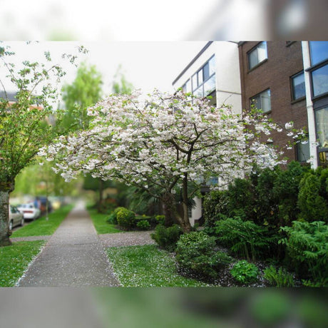 Prunus ‘Shōgetsu’ flowering beside a paved path and apartment building.