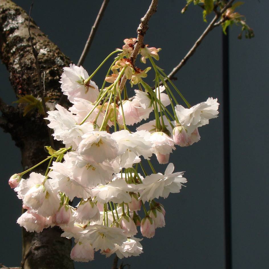 Pendant cluster of frilled white Prunus ‘Shōgetsu’ flowers beside a dark wall.