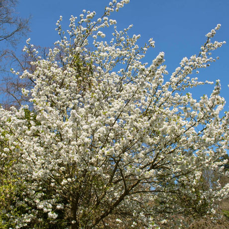 Tall Prunus ‘Umineko’ tree covered in white blossom against a blue sky.