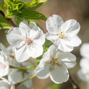 Close-up of white Prunus ‘Umineko’ flowers with golden stamens.