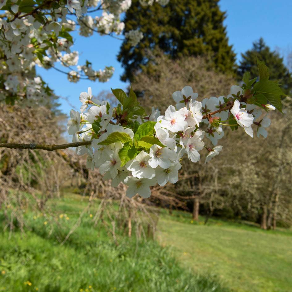 Young Prunus ‘Umineko’ flowering in a grassy orchard.