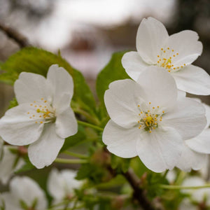 Pair of white Prunus ‘Umineko’ flowers framed by fresh green leaves.