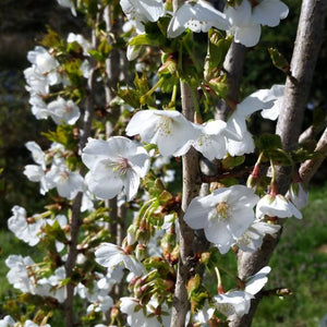 White Prunus ‘Umineko’ flowers opening along an upright branch.