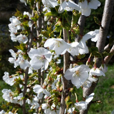 White Prunus ‘Umineko’ flowers opening along an upright branch.
