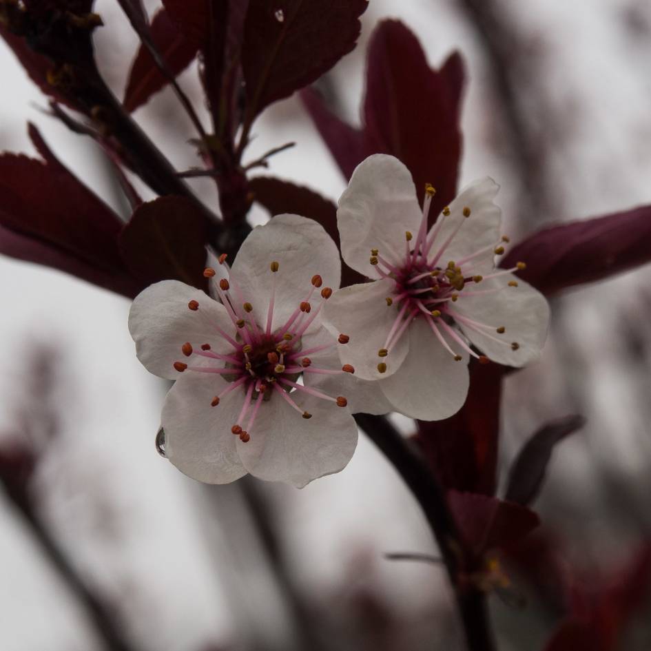 Close-up of pale pink Prunus × cistena flowers against dark burgundy leaves.