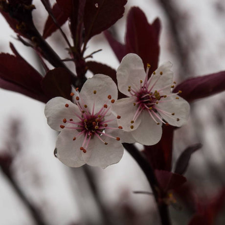 Close-up of pale pink Prunus × cistena flowers against dark burgundy leaves.