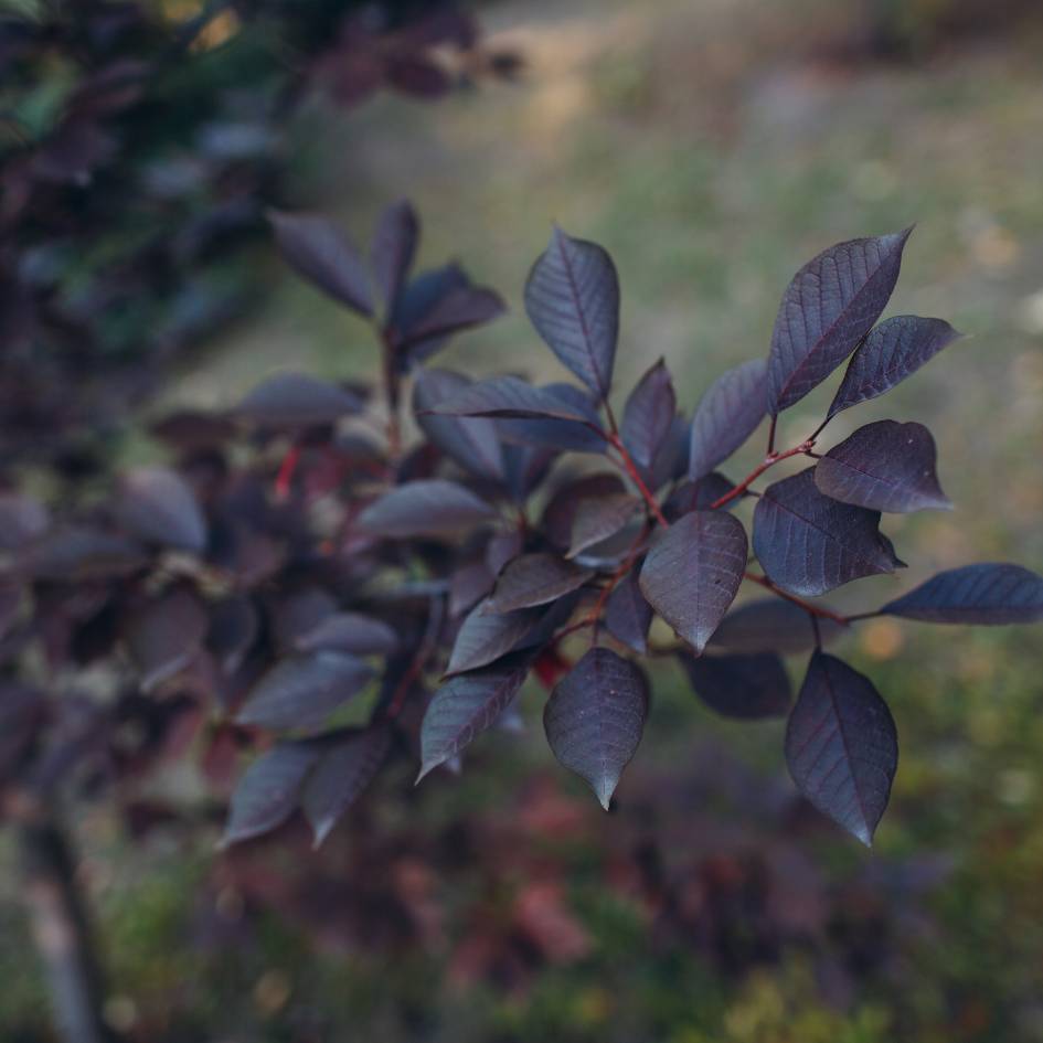 Deep purple Prunus × cistena foliage on slender branching stems.