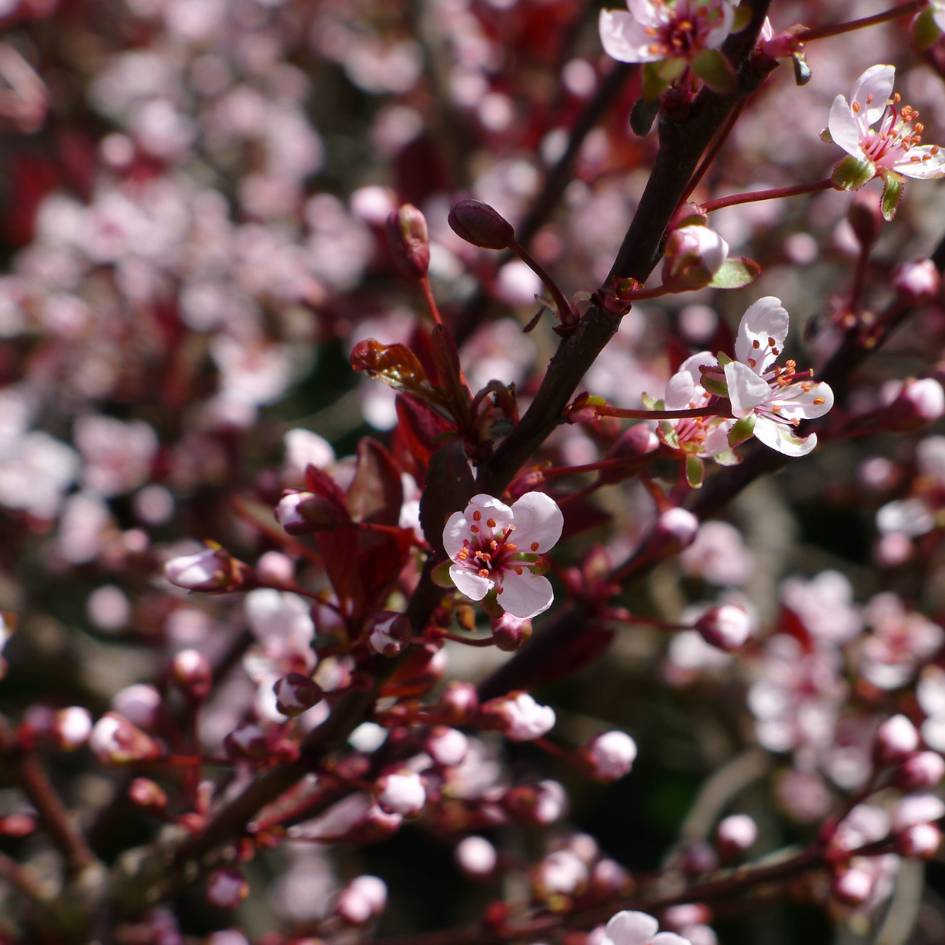 Prunus × cistena branches densely lined with pink-white blossom and dark buds.