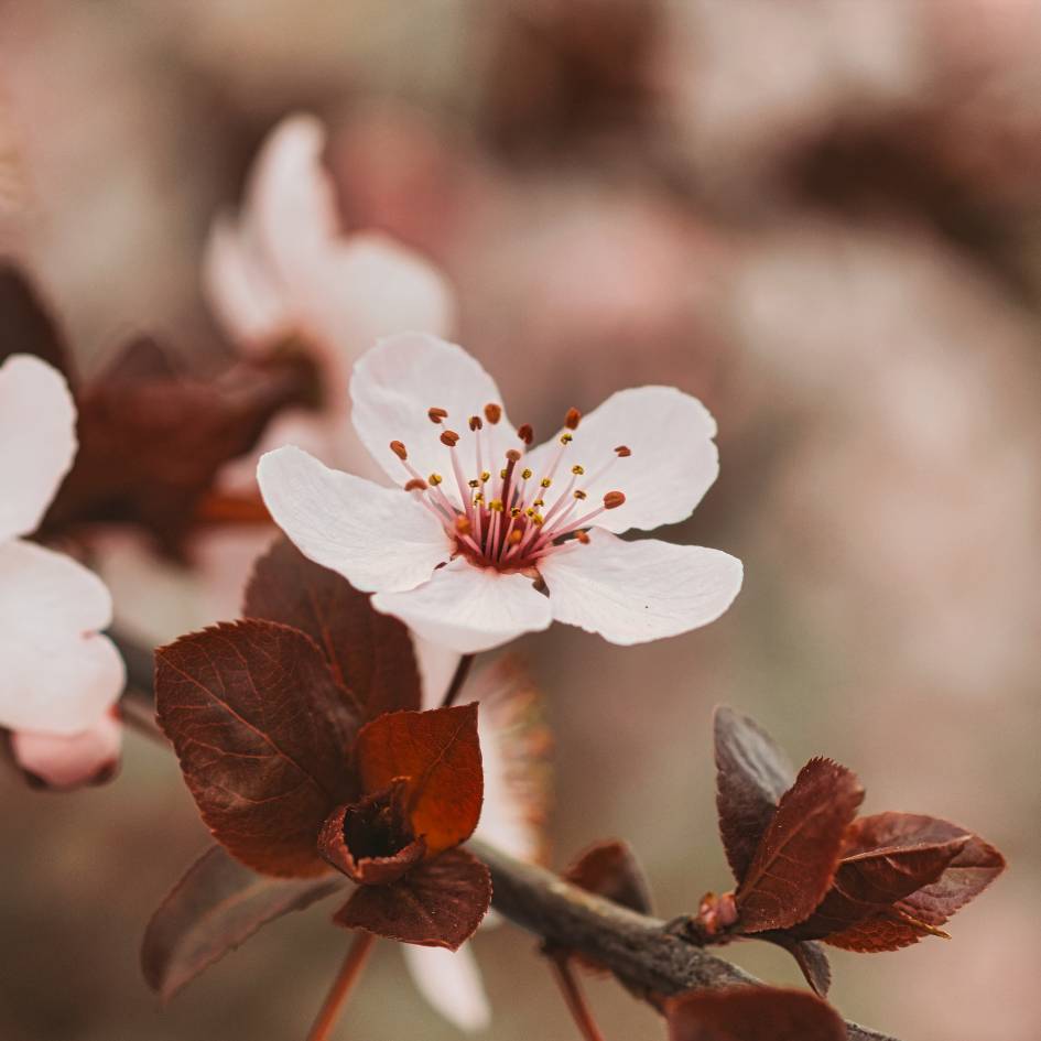 Single pale pink Prunus × cistena flower beside copper-burgundy leaves.