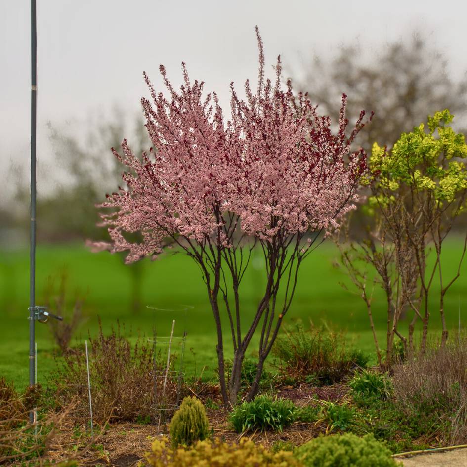 Multi-stemmed Prunus × cistena tree covered in pale pink spring blossom.