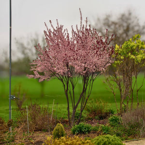 Multi-stemmed Prunus × cistena tree covered in pale pink spring blossom.