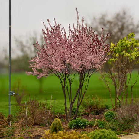 Multi-stemmed Prunus × cistena tree covered in pale pink spring blossom.
