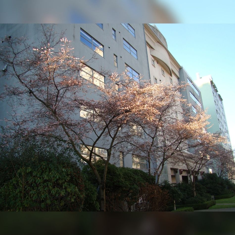 Prunus × subhirtella ‘Autumnalis Rosea’ flowering with soft pink blossom beside a modern building.