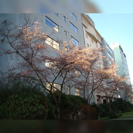 Prunus × subhirtella ‘Autumnalis Rosea’ flowering with soft pink blossom beside a modern building.