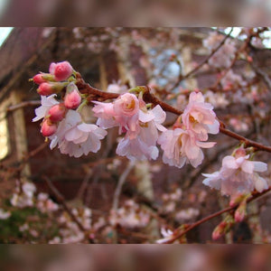 Delicate pink flower clusters opening on bare branches of Prunus × subhirtella ‘Autumnalis Rosea’.