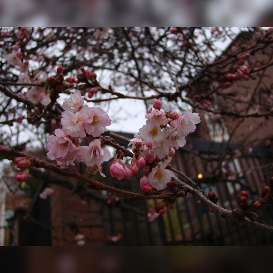 Sprays of pale pink Prunus × subhirtella ‘Autumnalis Rosea’ blossom against darker branches.