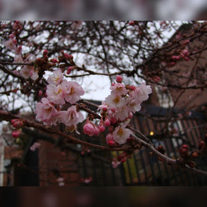 Sprays of pale pink Prunus × subhirtella ‘Autumnalis Rosea’ blossom against darker branches.