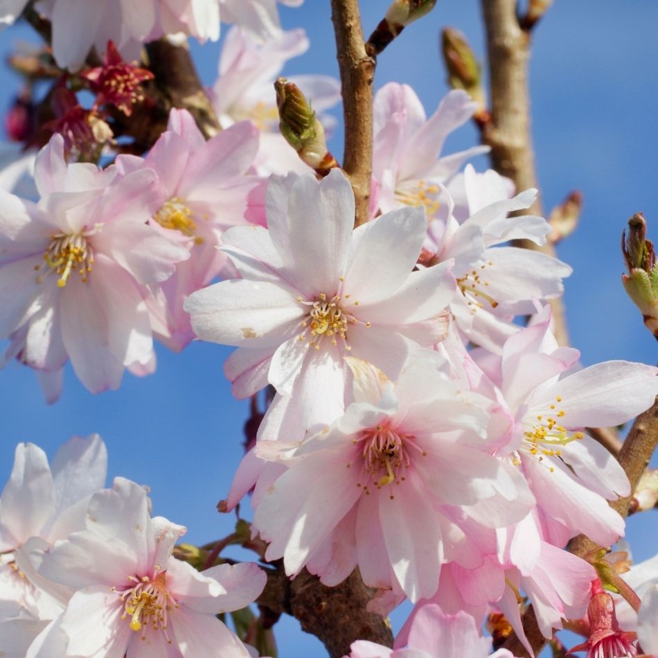 Close-up of white and blush-pink Prunus × subhirtella ‘Autumnalis Rosea’ flowers beneath a blue sky.