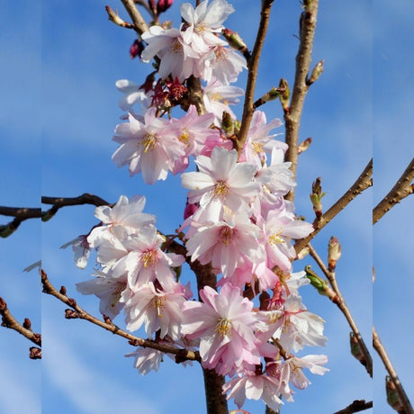 Close-up of pale pink semi-double blossoms on Prunus × subhirtella ‘Autumnalis Rosea’.