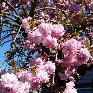Prunus ‘Kiku-shidare-zakura’