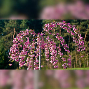 Prunus ‘Kiku-shidare-zakura’