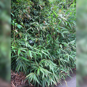 Pseudosasa japonica