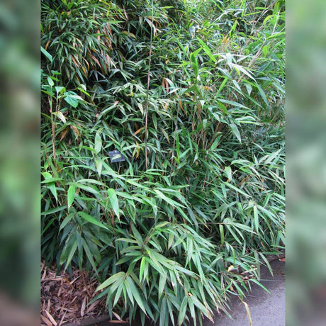 Pseudosasa japonica
