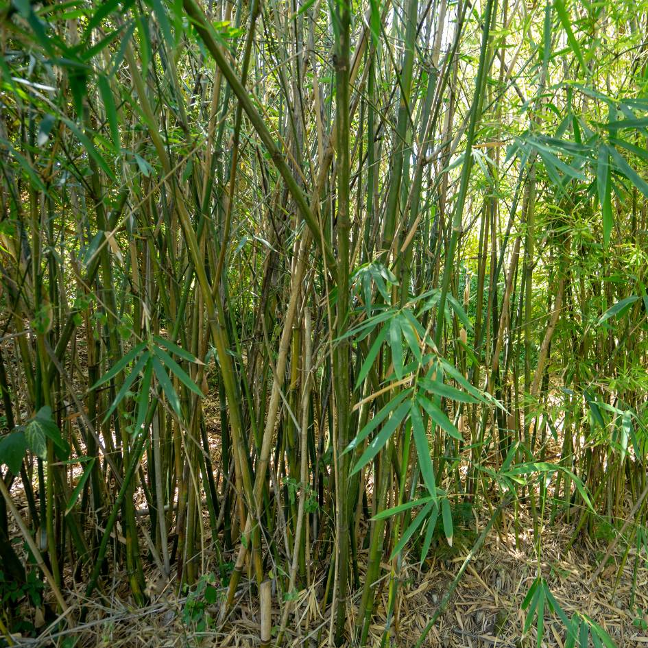 Pseudosasa japonica