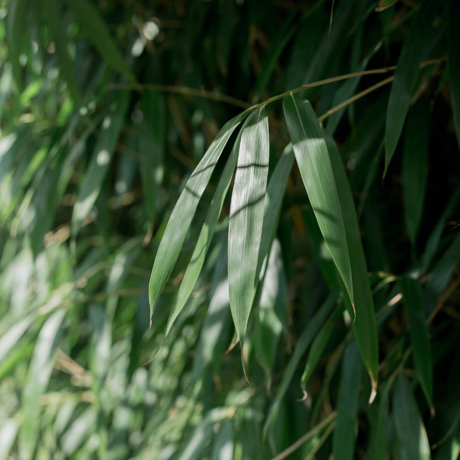 Pseudosasa japonica