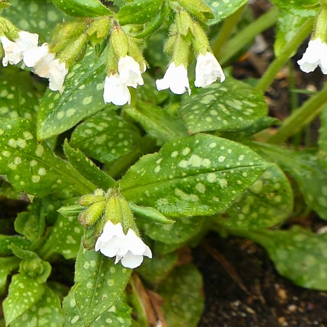 Drooping white Pulmonaria ‘Sissinghurst White’ flowers among broad silver-spotted leaves.
