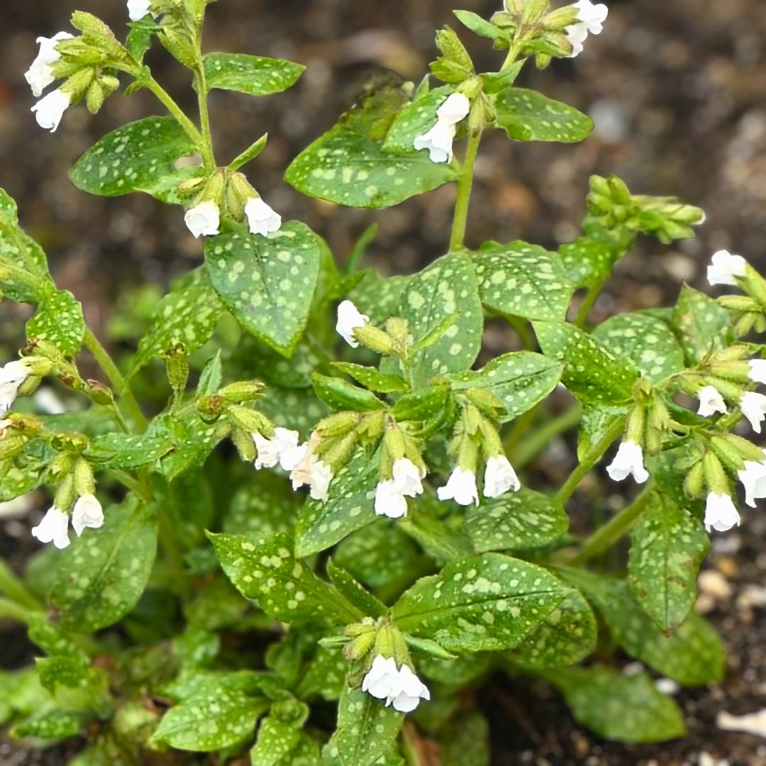 White Pulmonaria ‘Sissinghurst White’ flowers above silver-spotted green foliage.