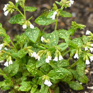 White Pulmonaria ‘Sissinghurst White’ flowers above silver-spotted green foliage.